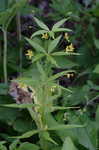 Whorled yellow loosestrife